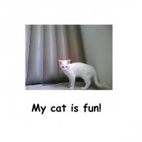My cat is fun