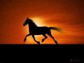 Horse Rider