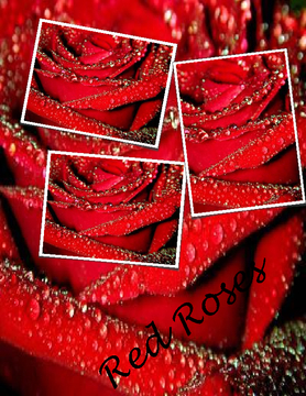 Beautiful Roses