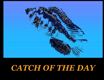 CATCH OF THE DAY