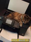 CartoonKitty