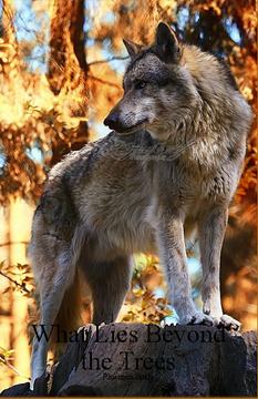 What Lays Beyond The Trees