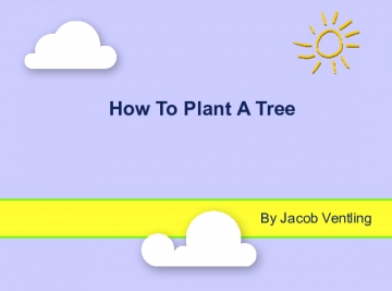 How To Plant A Tree