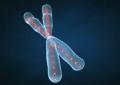 cool chromosome.jpg