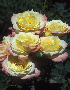 Beautiful Roses