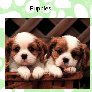 puppies