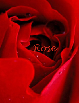 Beautiful Roses