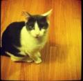 brownie026