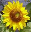 sunflower.jpg