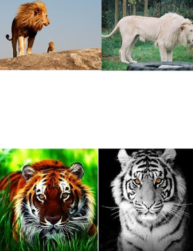 Animals