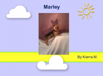 Marley and Me