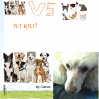 The Pet Race