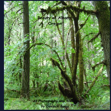 Beauty Of Albany, Oregon