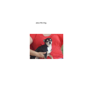 zeus the dog