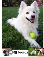 Dog Breeds
