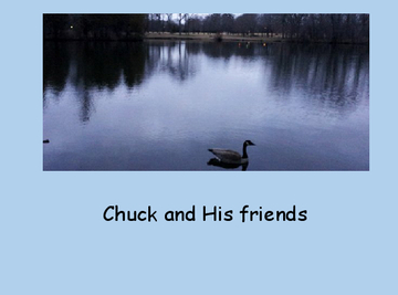Canada Geese