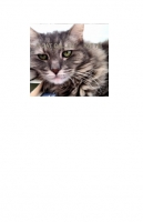 A Cat Called Kattie