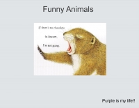 All funny sayings and pictures