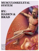 Musculoskeletal System