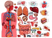 The Human Body