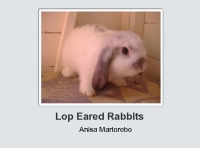 Lop Eared Rabbits