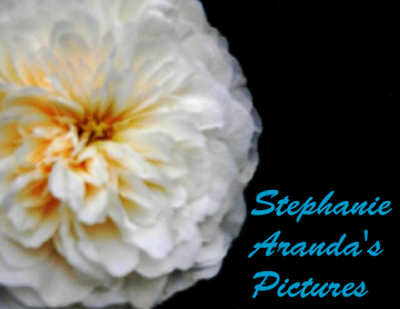 Stephanie Aranda's Pictures