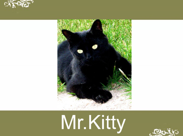 My Kitty
