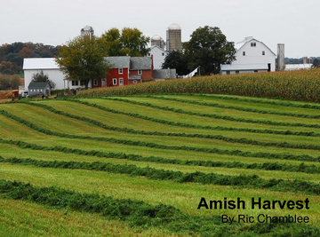 Amish Harvest