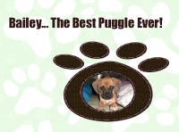 Bailey