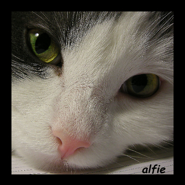 Alfie