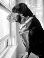 My Dog Shiloh