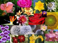 Flowers at your Wedding