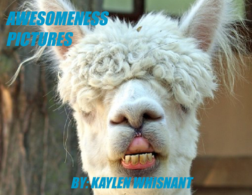 Awesomeness Pictures