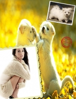 its magen fox britney spears chris brown shila abouue