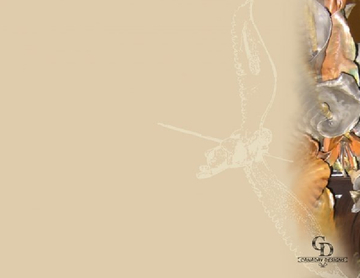 Canaday Designs