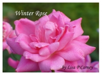 Winter Rose