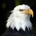 eagle.jpg