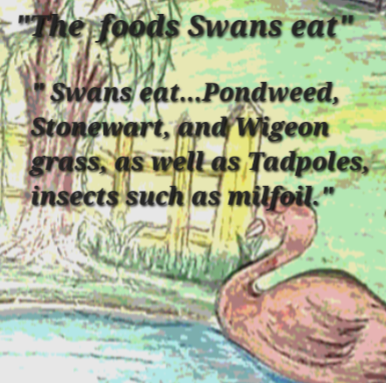 Book Page