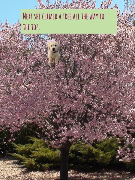 Book Page