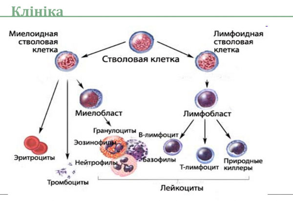Book Page