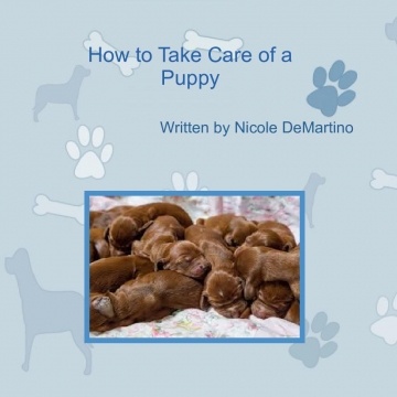How to Take Care of a Puppy