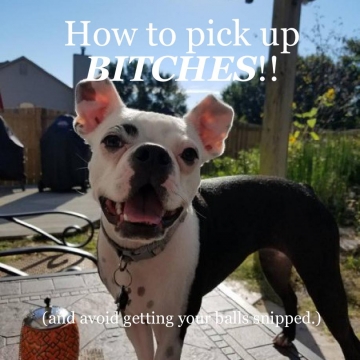 How to pick up Bitches!