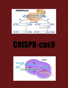 CRISPR-cas9-Alexis Camilleri
