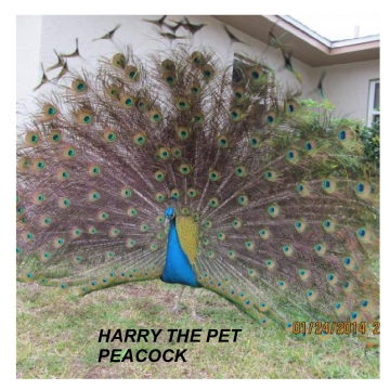 HARRY THE PET PEACOCK
