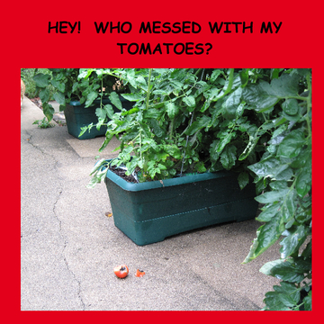 HEY!  WHO MESSED WITH MY TOMATOES?!?