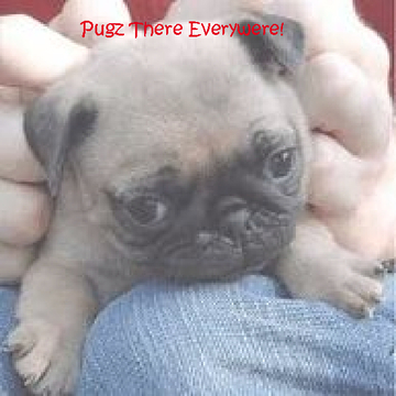 Pugz There Everywere