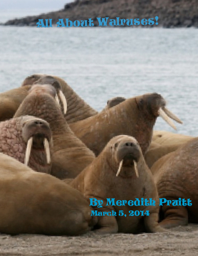 All about walruses