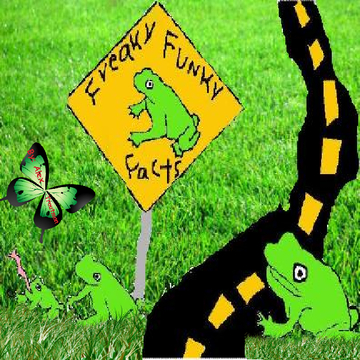 Feaky Funky Frog Facts