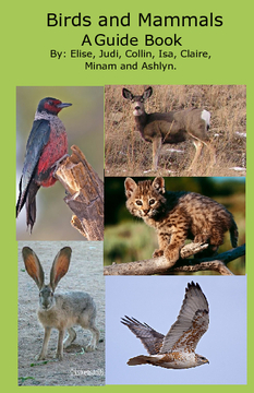 Birds and Mammals of the Sycan River