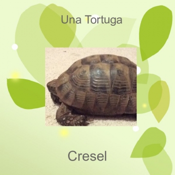 Un Tortuga Cresel